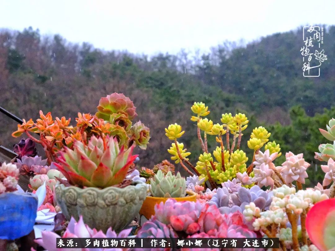 你是盆我是花，你护我周全，我为你绽放