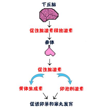 儿童早熟发育怎么干预,关爱儿童促进儿童发展