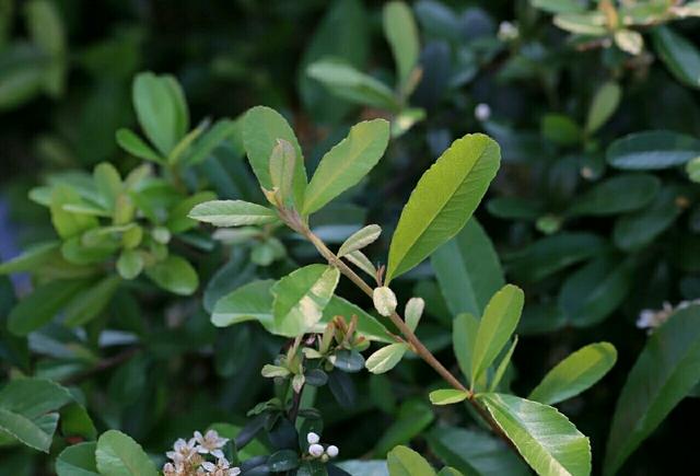 植物图鉴窄叶火棘,植物图鉴灌木