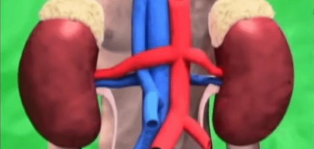 肾脏轻度萎缩的尿毒症治愈的案例,尿毒症脑病一般多长时间能治愈