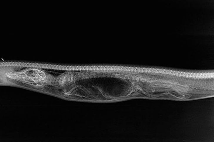 31张活久见的有趣图片,鳄鱼电鳗同归于尽渔翁得利