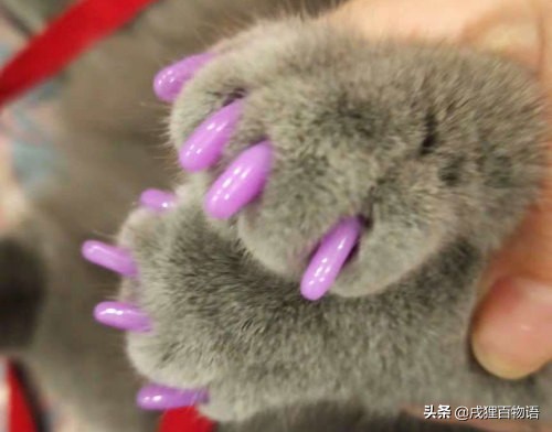 猫咪总是抓挠家具怎么办,猫咪怎么才能不乱挠家具