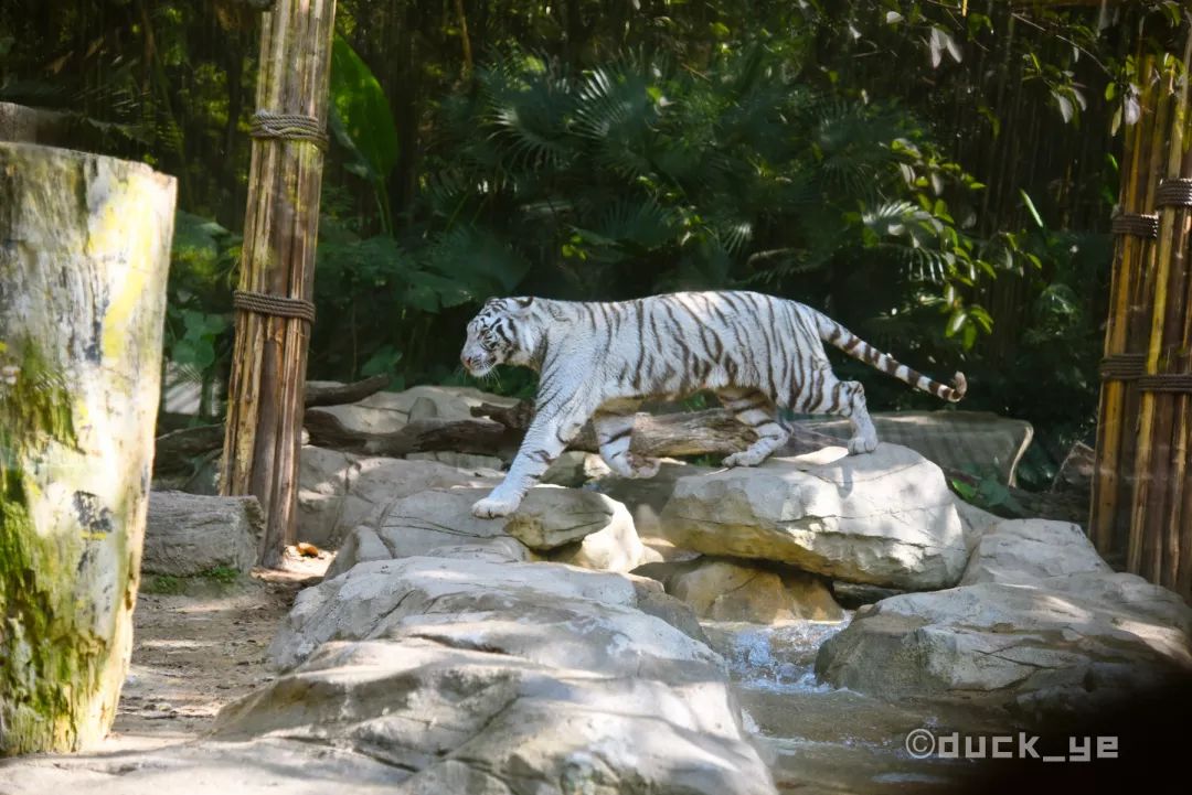 去广州长隆野生动物世界学到什么,5.1广州长隆野生动物攻略