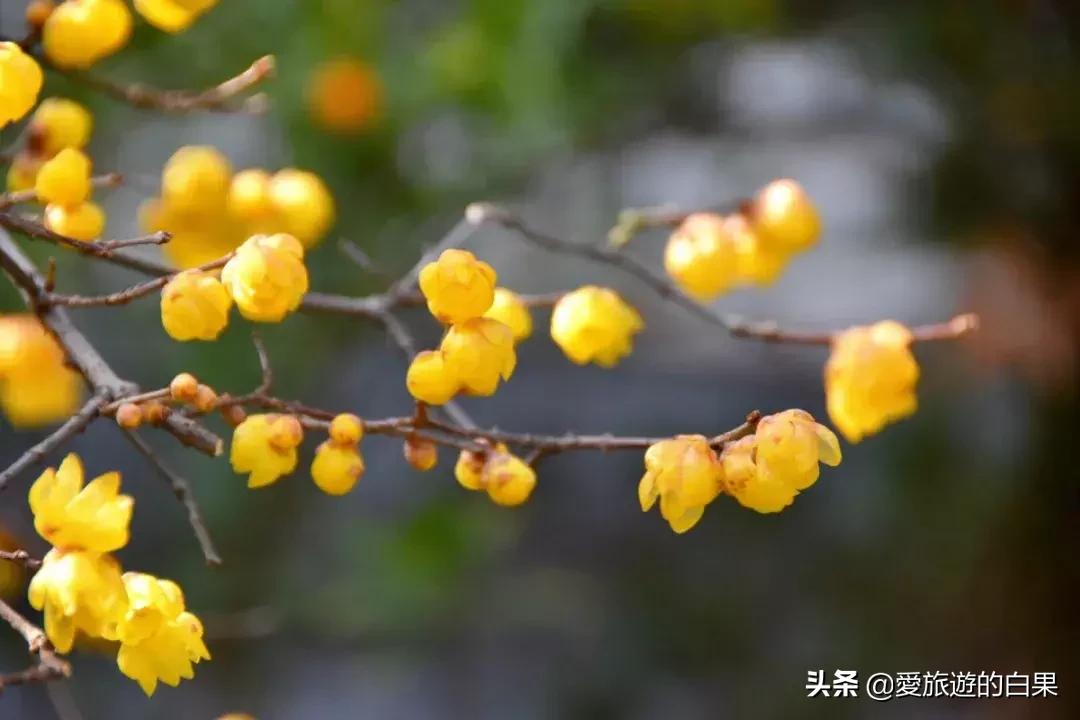 腊梅花开放视频,成都看腊梅的地方