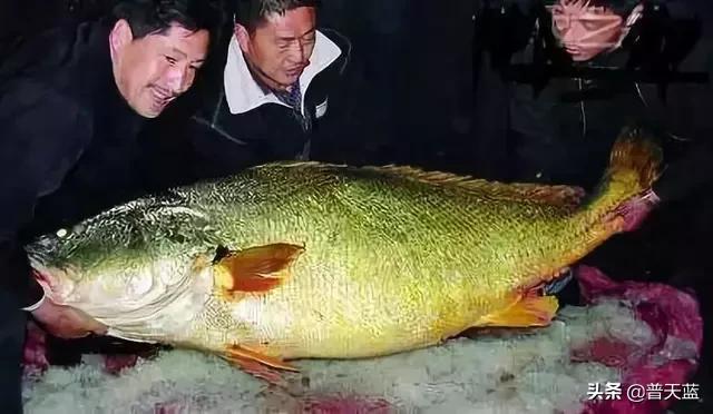 全球最贵的十种商品,世界十大昂贵商品