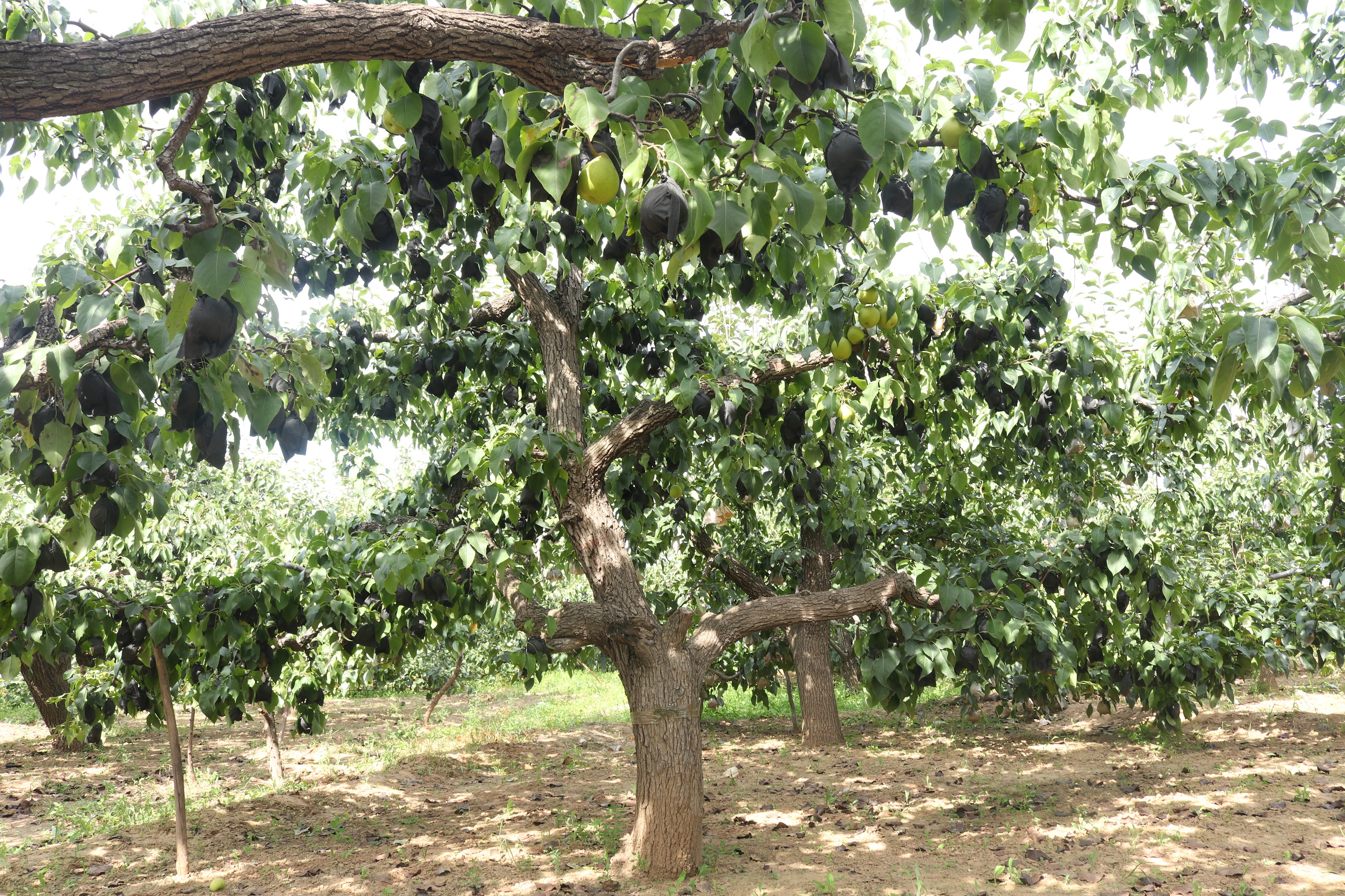 原产我国的古老水果“梨中元老”鸭梨，为什么没有日本梨受欢迎？