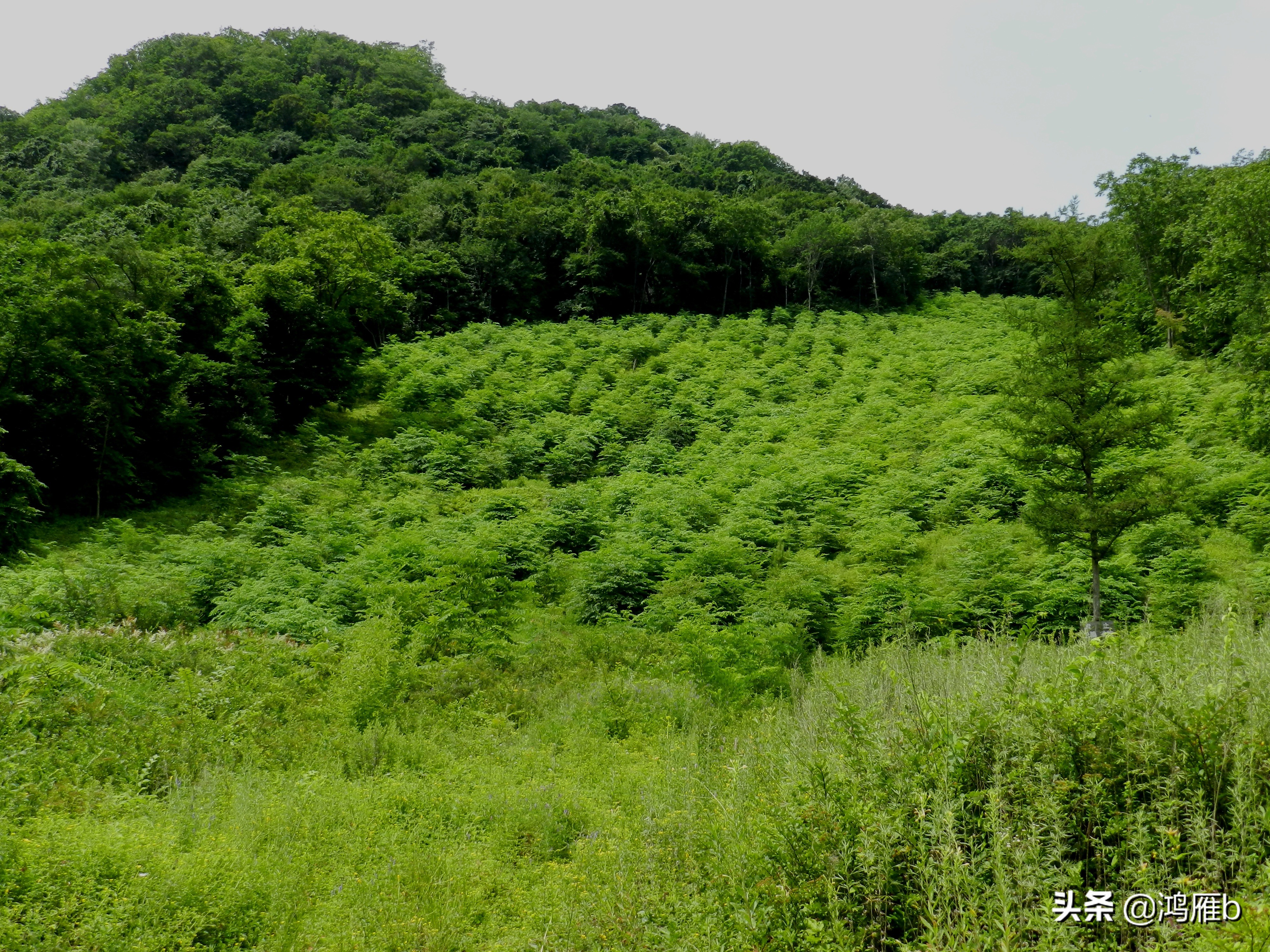 大山里的野果熟了想吃,山里的野果逐渐熟了