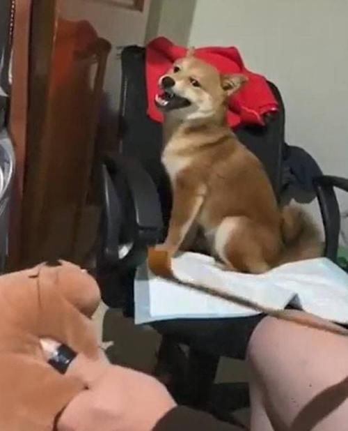 柴犬“咬人”主人一招制服，看到训练方法后，网友：学到了