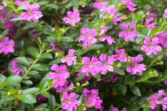 100种常见观叶植物图鉴史上最全,农村常见的100种植物