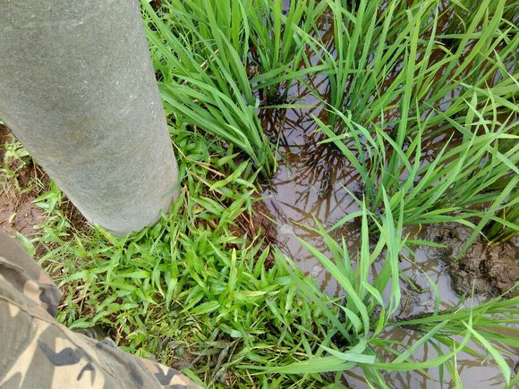 孩子在田里抓黄鳝不小心抓到蛇,捉黄鳝儿童视频