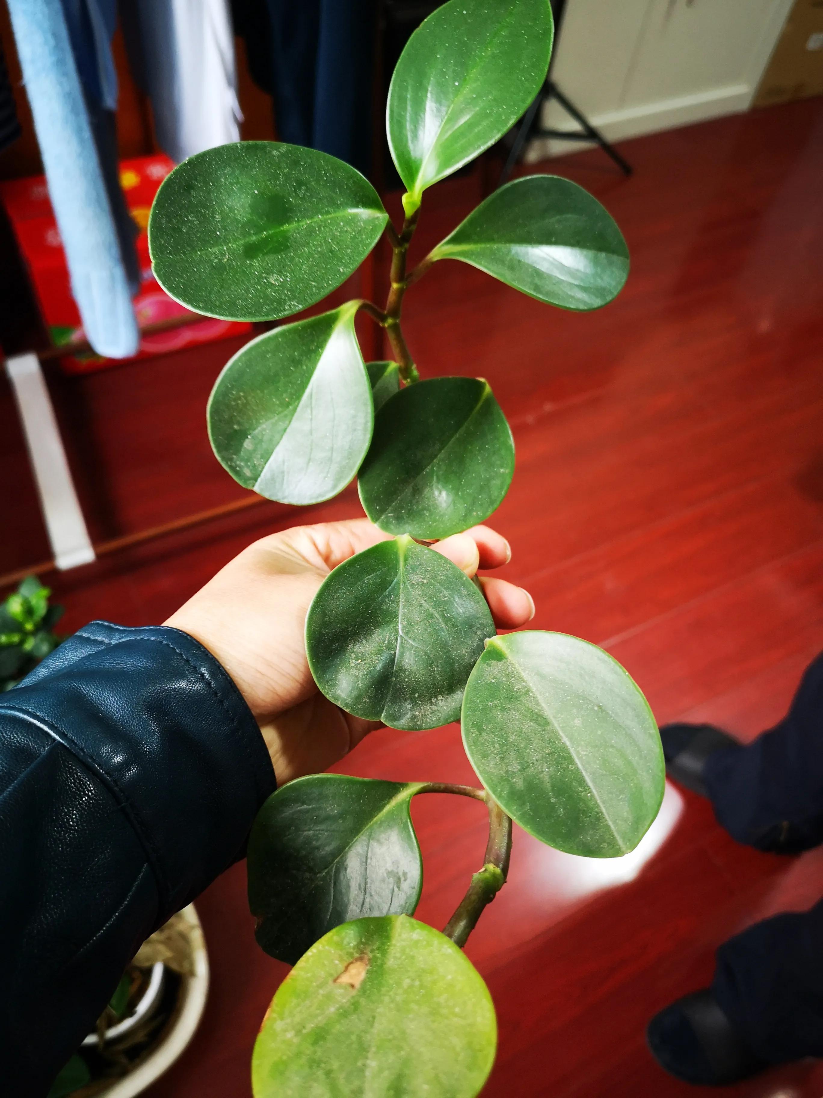 圆叶椒草用什么肥料养殖最好,最耐阴的十大漂亮草花