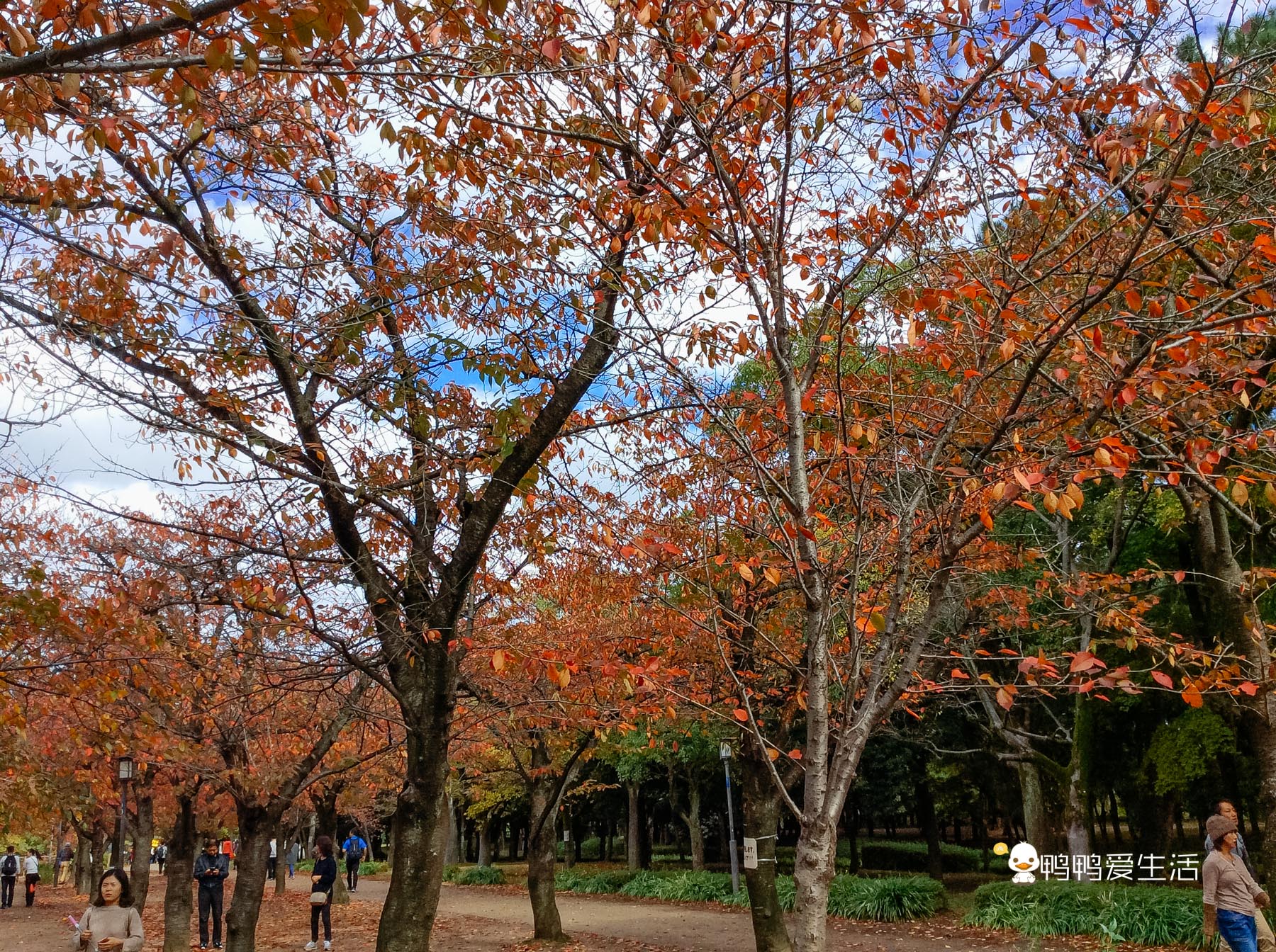 日本大阪最大的公园,日本东京最大公园