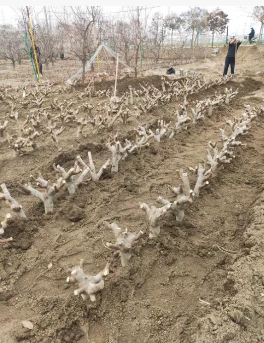 无花果能让城市家庭阳台颜值暴增,适合阳台种植的无花果树