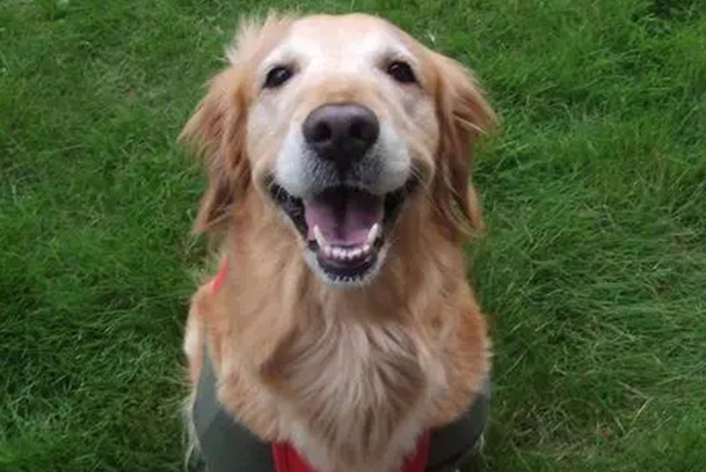 金毛爪子出血怎么办,金毛牙龈发炎