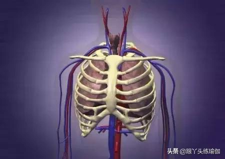 肋骨外翻瑜伽修复,肋骨外翻怎么矫正瑜伽