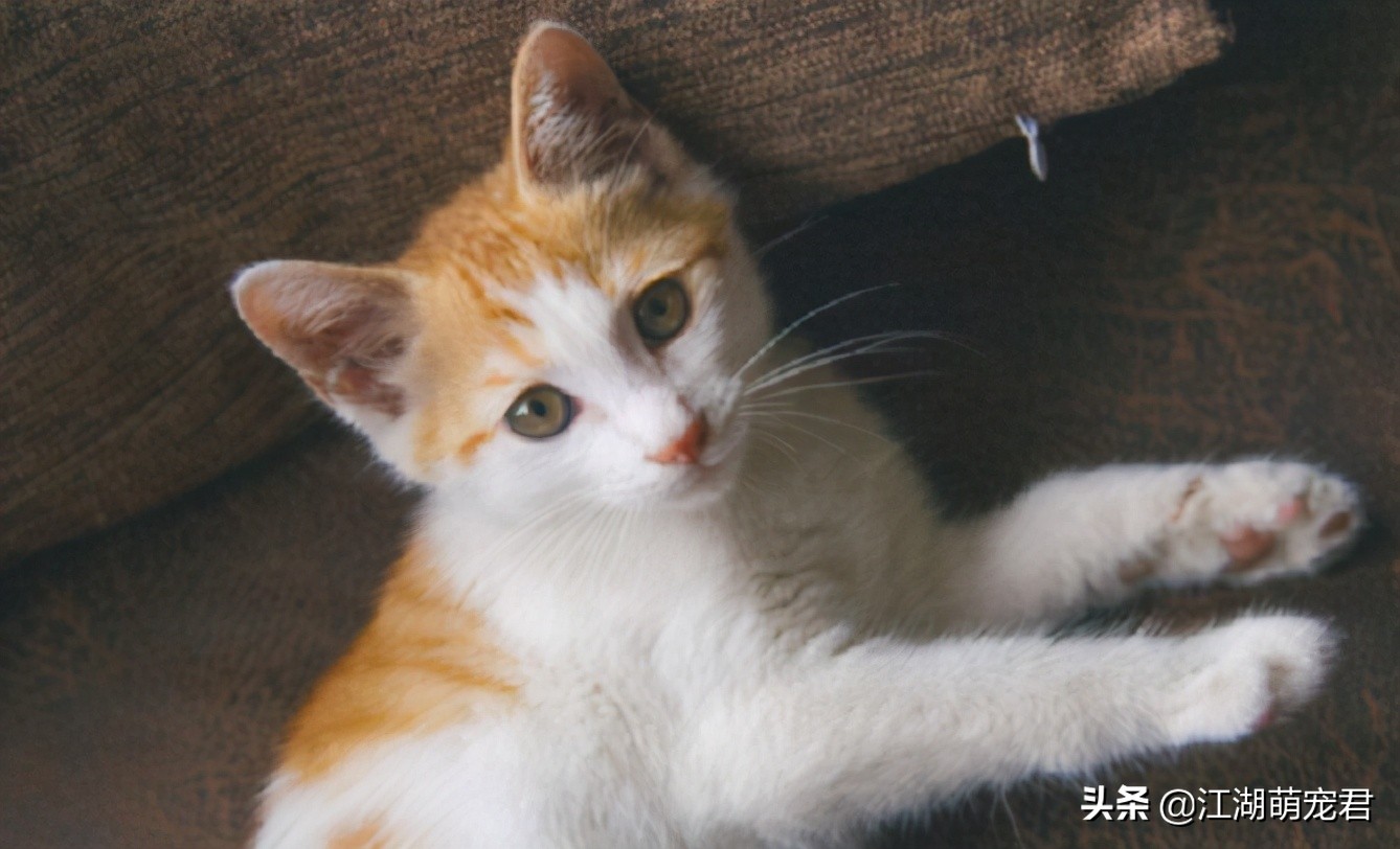 新手如何养猫田园猫,养田园猫的必备知识和技巧