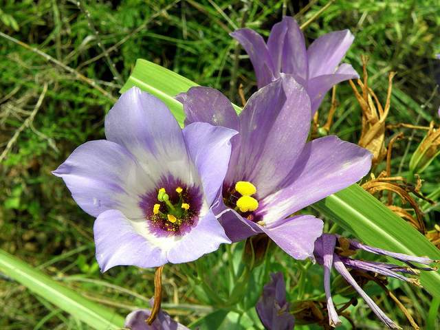 神农本草经中的药材图片,神农本草经高清彩图