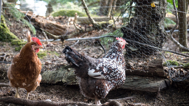 牝鸡司晨无鸡鸣是啥意思,牝鸡司晨未可知