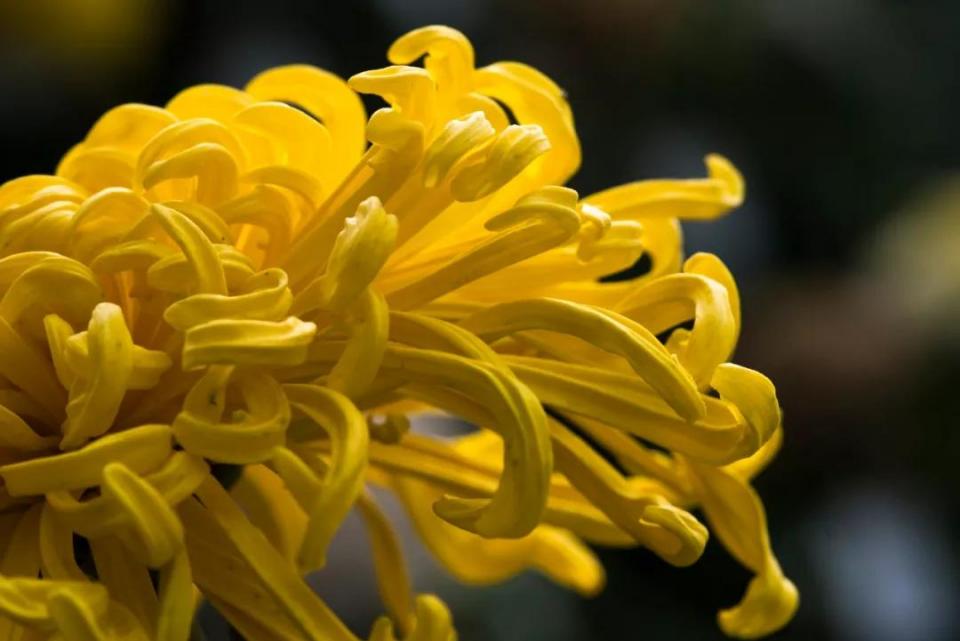 人民币花卉图案分别是什么花,19年第五版人民币花卉