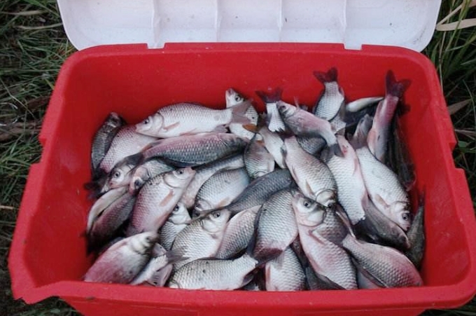 单开野战蓝鲫做拉饵要拉丝粉吗,蓝鲫怎么开饵料最好