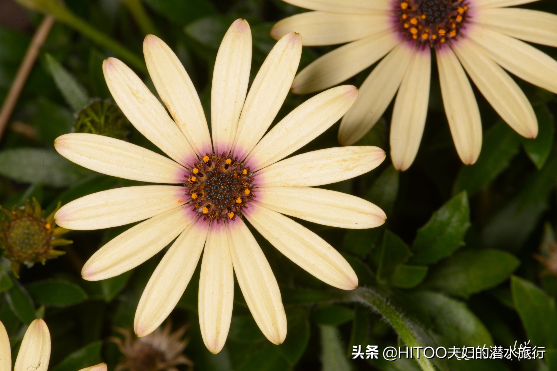 先有黑水祠，再有昆明城，来黑龙潭看奇景异木|自驾游记4