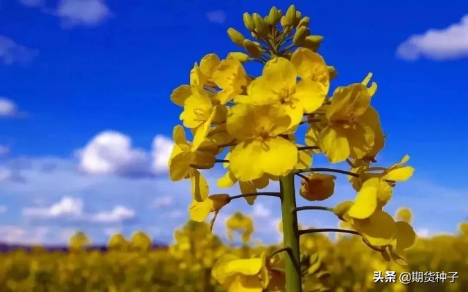浜ゆ槗浜虹敓鏈熻揣,浜ゆ槗浜虹敓娓告垙