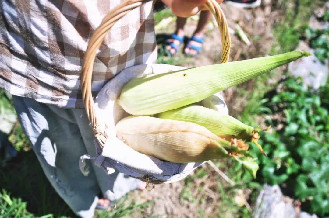 浙江杭州民宿3天二晚,浙江浦江登高村春社民宿