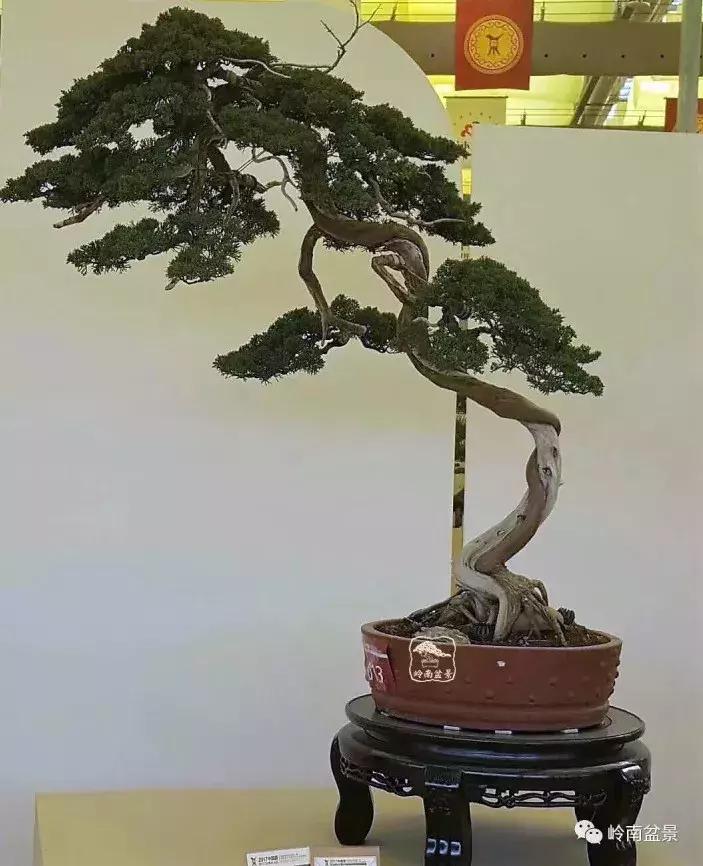 一盆盆景佳作究竟应该是怎样的,大师级盆景作品欣赏