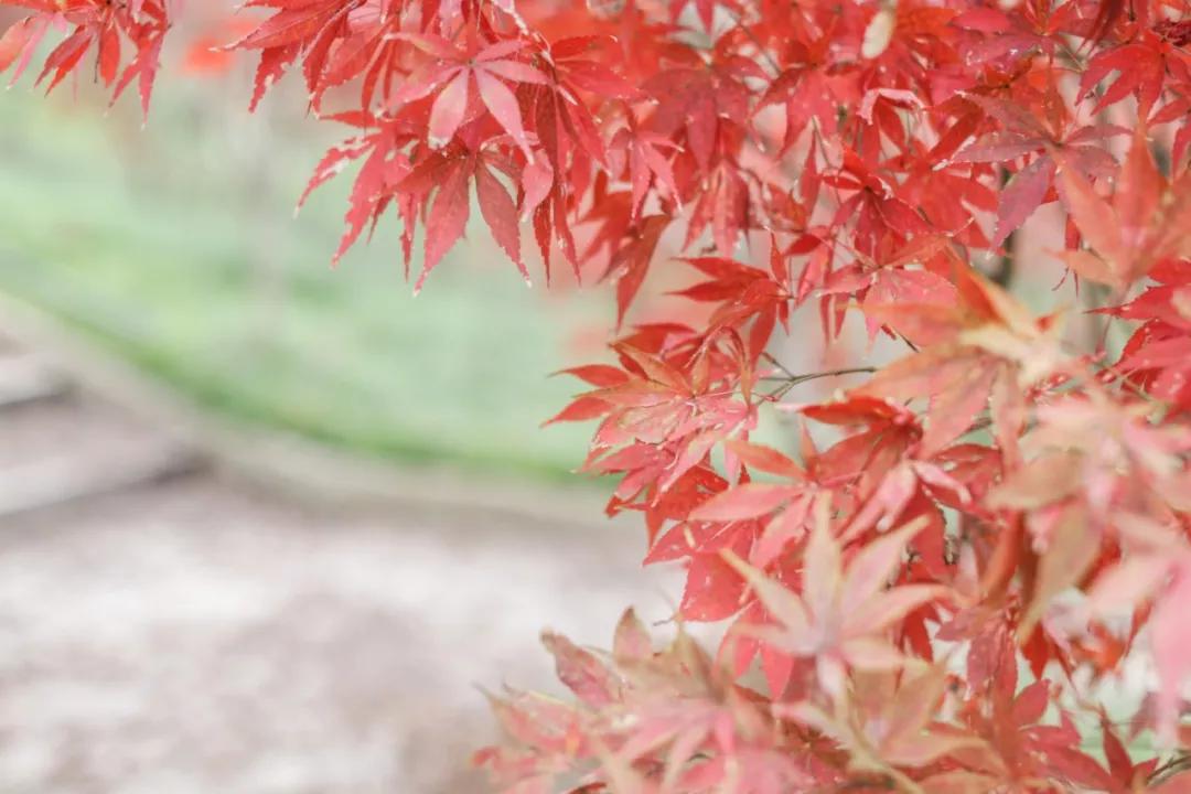 巴南又能耍又有吃的,重庆有什么美食巴南区