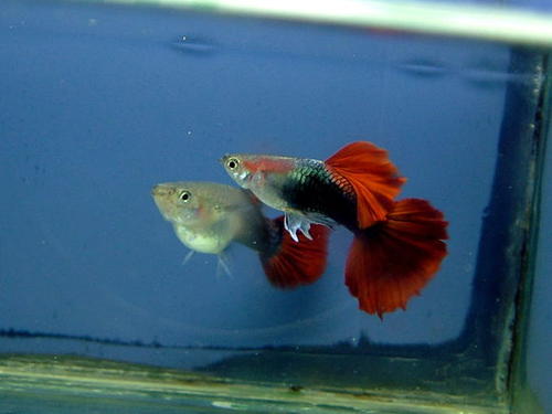 孔雀鱼怎么繁殖需要注意什么,孔雀鱼如何繁殖比较好