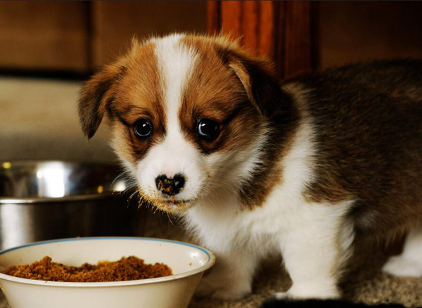 挑选什么牌子的狗粮最好,狗粮哪个牌子好如何挑选好狗粮