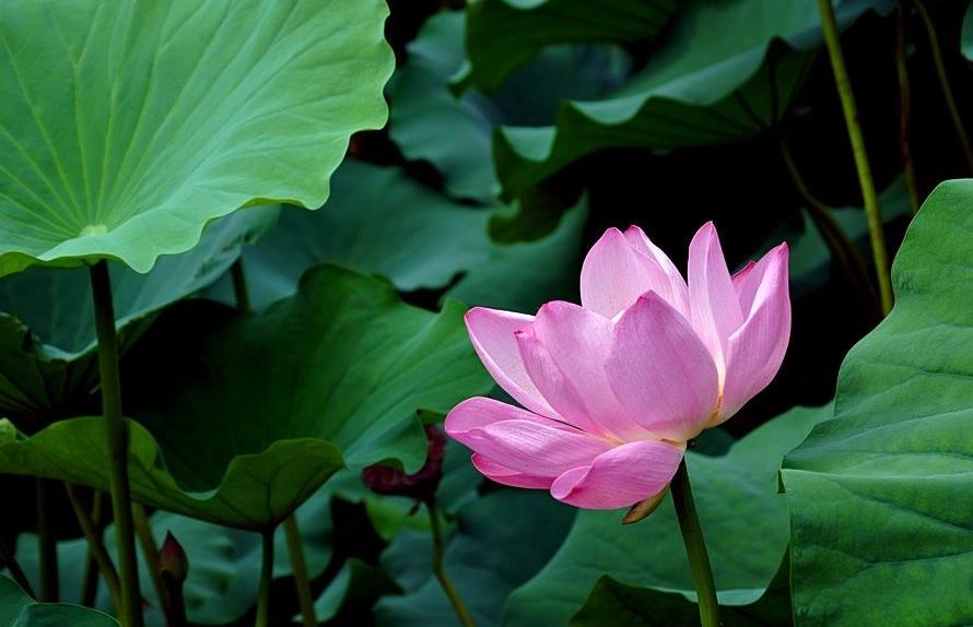 什么时候入伏第三伏天,三伏天入伏注意什么