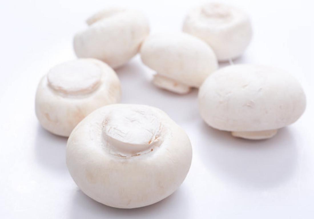 双孢菇高效栽培技术规程,双孢菇种植技术全过程