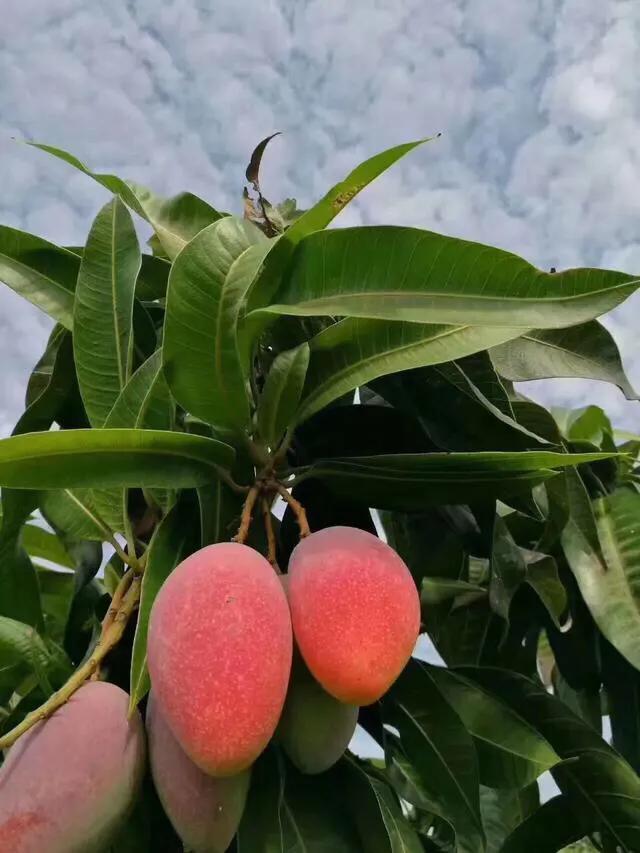 海边的芒果,海南芒果金煌芒芒果花