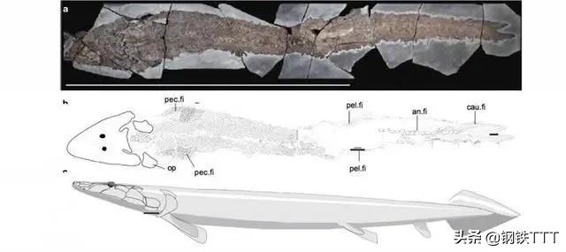 为什么哺乳动物是卵生,为什么哺乳动物都是4肢