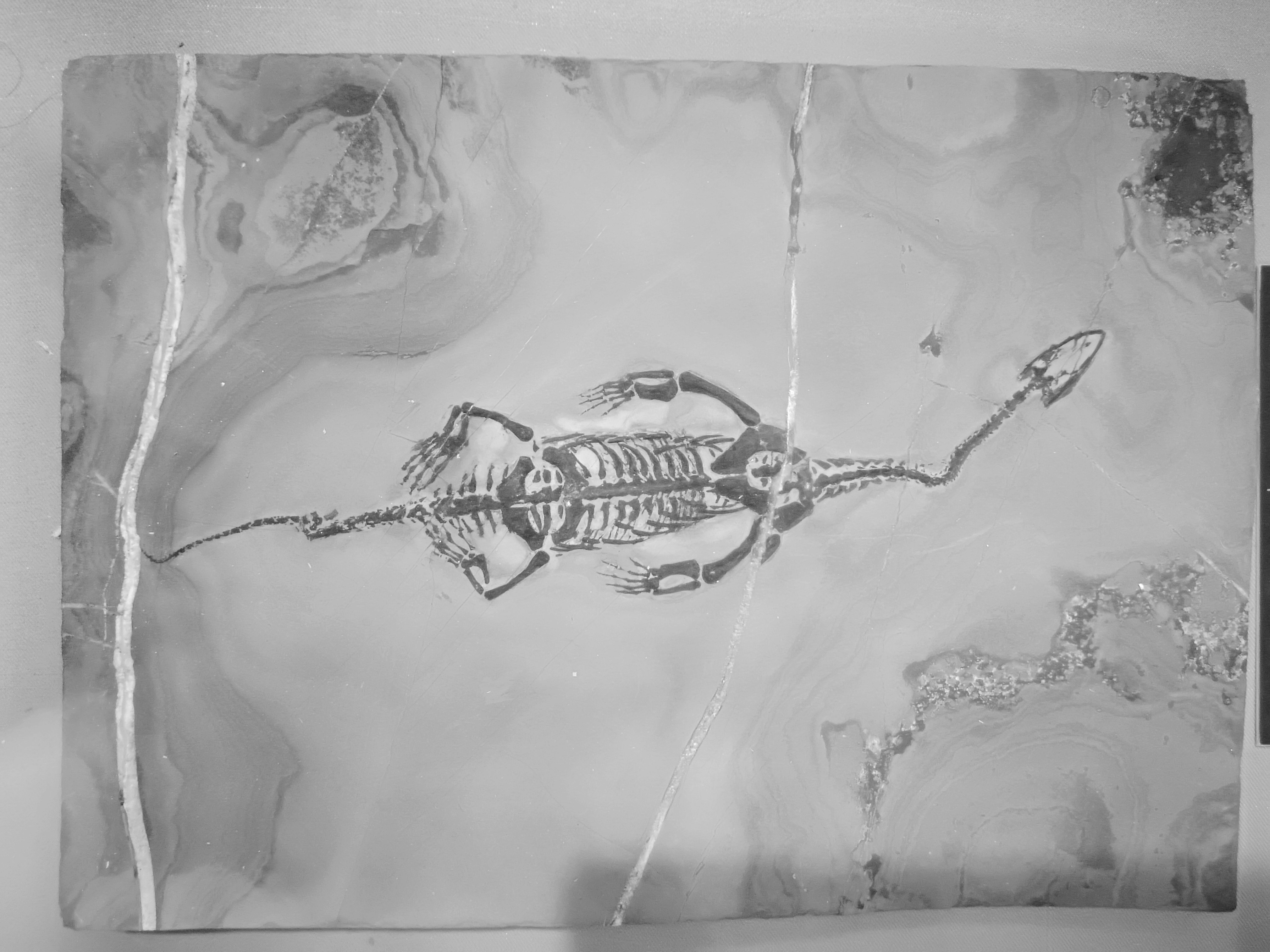 古生物博物馆视频,古生物博物馆