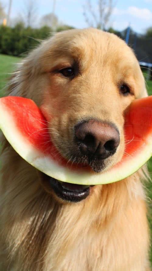 狗狗能吃桔子芦柑之类的水果吗,对狗狗来说这6种水果可致命