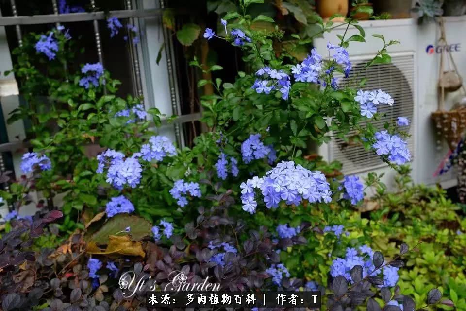 多肉还可以这样玩(上):八年养肉路剪影!