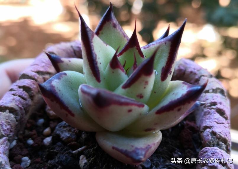 多肉僵苗怎么处理才能快速生长,多肉有新根为什么还是僵苗