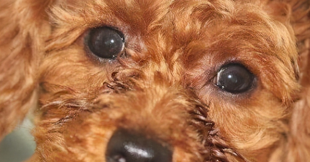 新手养狗泰迪入门必备攻略,新手养狗入门必备攻略泰迪