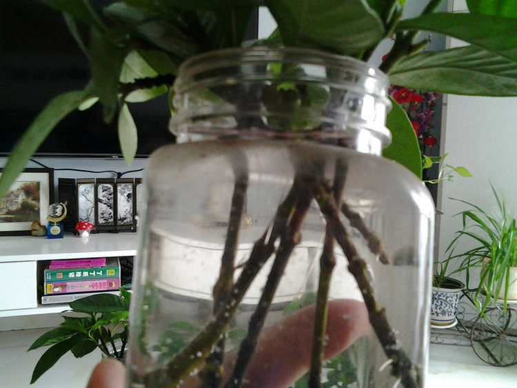 水培栀子花正确方法,栀子花水培生根