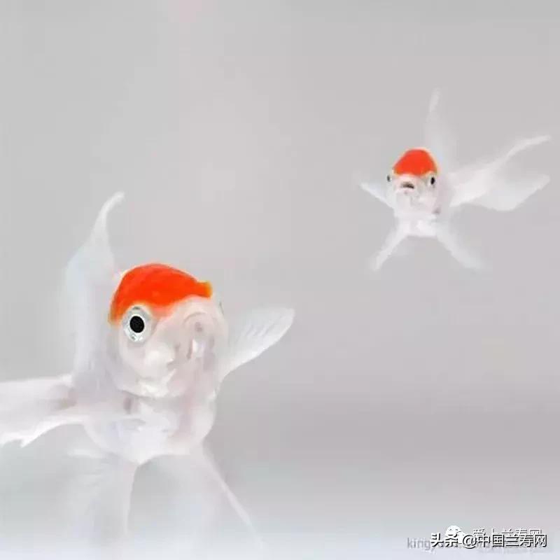 鹤顶红金鱼多久能长大,金鱼品种介绍之鹤顶红