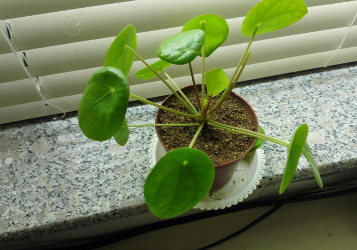 镜面草黄叶了该怎么办,镜面草叶子发黄打蔫怎么回事