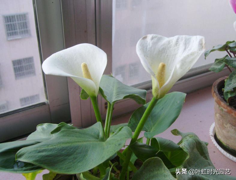 马蹄莲开花期间养护注意什么,马蹄莲的养护要点和方法