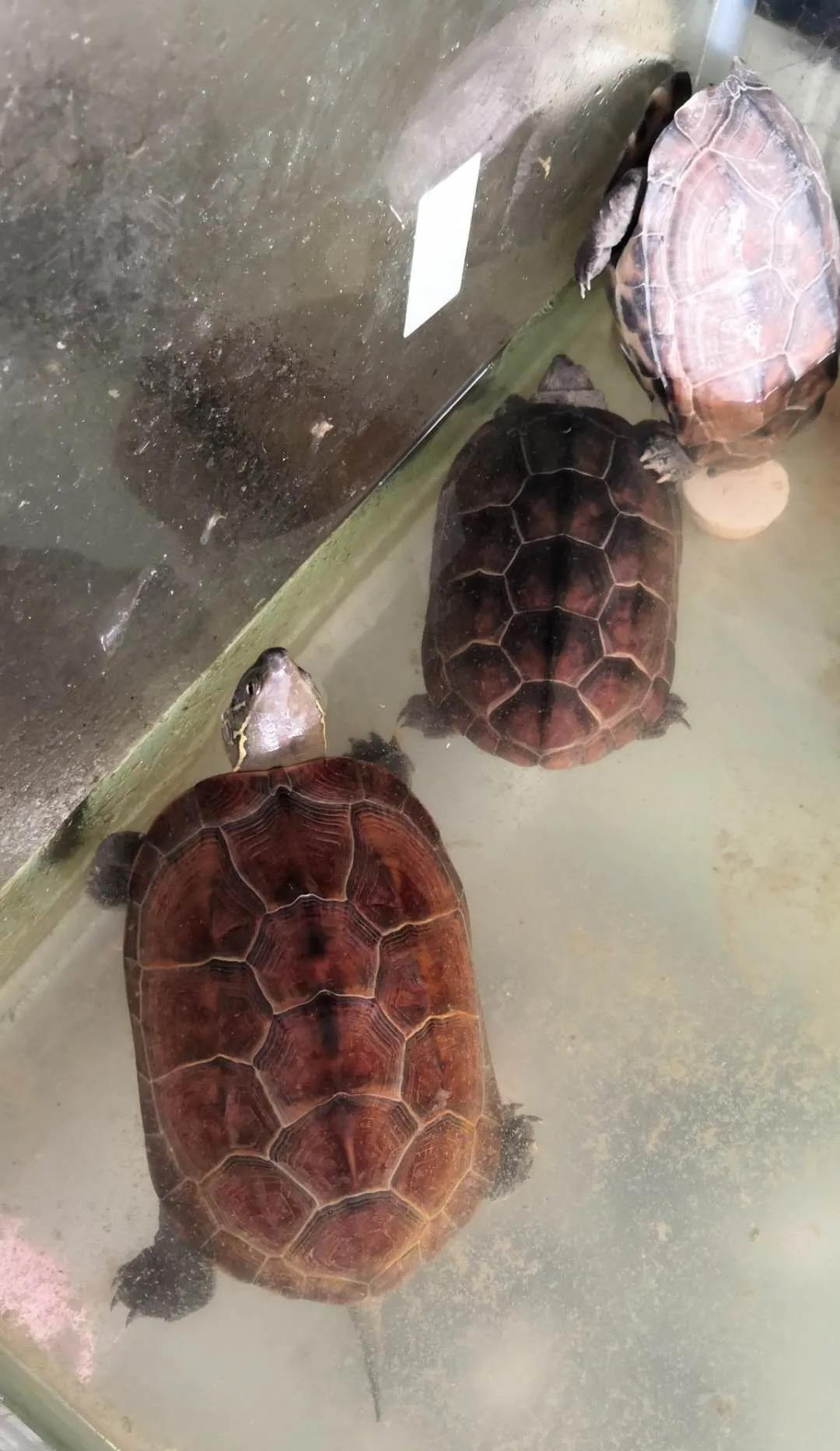 两种国龟的悲歌——古时的山泽常客到现今的附录稀客