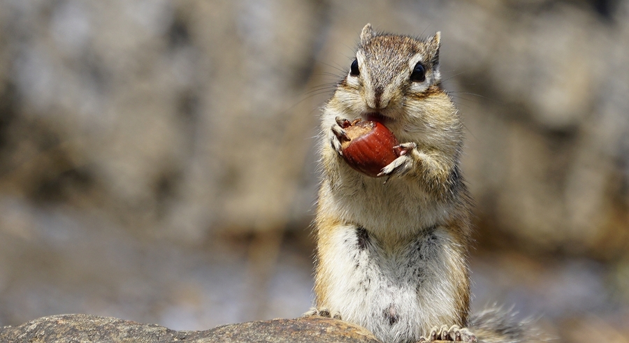 别叫我松鼠啦!我更喜欢被称作“花栗鼠”