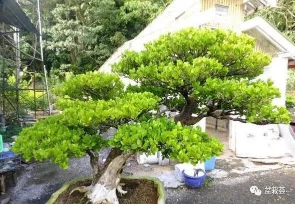 家门口最好养的10种花,家里养高档的六种花