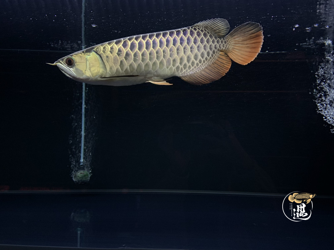 龙鱼不喂大麦虫后拒食,龙鱼要买高背还是过背的