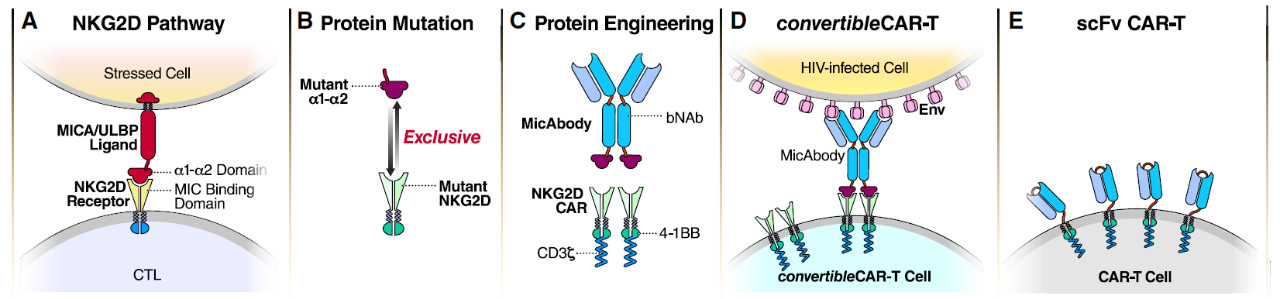 这种治愈癌症的新技术CAR-T，被改造后有望攻克艾滋病
