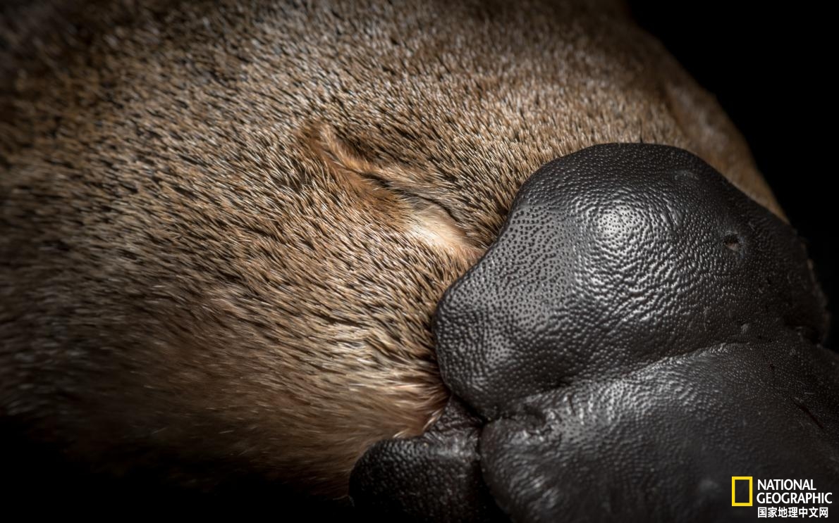 鸭嘴兽可能还存在吗,鸭嘴兽有毒为什么还要濒临灭绝